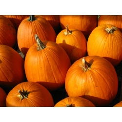Ornamental squash "Halloween" - the best for sculpting - 15 seeds