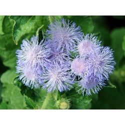Valkoisen sininen flossflower; bluemink, blueweed, pillu jalka, meksikolainen sivellin - 1440 siemeniä - Ageratum houstonianum - siemenet
