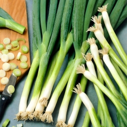 البصل الشتوي "كرول" - الثوم الأخضر والعصير والعطاء - 125 بذرة - Allium fistulosum  - ابذرة