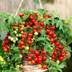 Rajčica "Bajaja" - sorta s niskim raslinjem, s višnjama, s uzlaznom navikom za uzgoj balkona - Lycopersicon esculentum Mill  - sjemenke