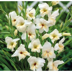 Gladíolo Halley - pacote de 5 peças - Gladiolus