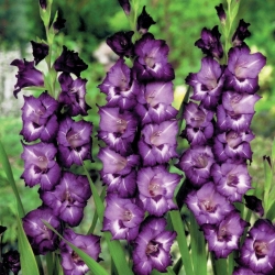 Kardvirág Macarena - csomag 5 darab - Gladiolus