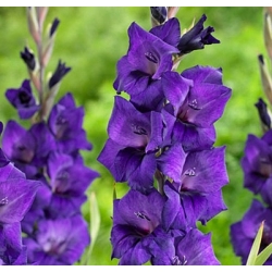 Gladiolus Purple Flora - 5 لمبات