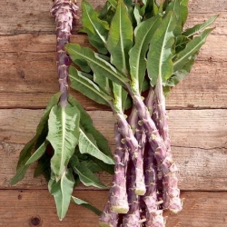 Celtuce "Purpurat";茎レタス、アスパラガスレタス、セロリレタス、中国レタス - Lactuca sativa var. angustana  - シーズ