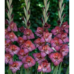 Гладиолус Весувио - 5 луковица - Gladiolus