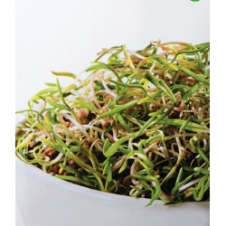 Sprouting seeds - Vitamin-E-rich sprouts "youth potion" - 14-piece set + sprouter with 3 trays