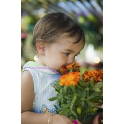 Happy Garden - "Cosmic Marigold" - Semena, ki jih otroci lahko rastejo! - 315 semen - Tagetes patula nana 