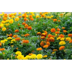 حديقة سعيدة - "القطيفة الكونية" - البذور التي يمكن أن ينمو الأطفال! - 315 بذرة - Tagetes patula nana  - ابذرة