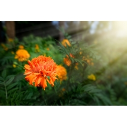 メキシコのマリーゴールド "Fantastic"  - オレンジ色の花。アステカマリーゴールド -  108種子 - Tagetes erecta  - シーズ