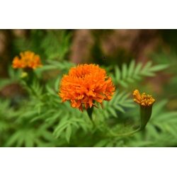 Mexican marigold "Fantastic" - orange-flowered; Aztec marigold - 108 seeds