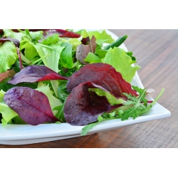 Baby Leaf - Kerti saláta - színkeverék  - Lectuca sativa  - magok