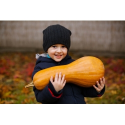 Sretan vrt - Fancy Wonder Pumpkin - Sjeme koje djeca mogu rasti! - 18 sjemenki - Cucurbita pepo - sjemenke