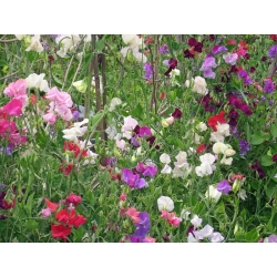 Happy Garden - "Sladki grah, ki se vzpenja z mano" - Semena, ki jih otroci lahko rastejo! - 24 semen - Lathyrus odoratus