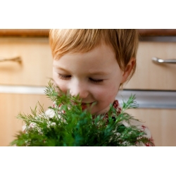 Happy Garden - "Dill with skill" - البذور التي يمكن أن ينمو الأطفال! - 2430 بذور - Anethum graveolens L.  - ابذرة