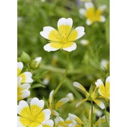 Douglas "meadowfoam - galben-alb; planta de ou secerat - 117 seminte - Limnanthes douglasii - semințe