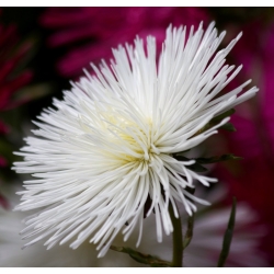 Nadel-Blütenblatt-Aster "Beata" - 450 Samen - 