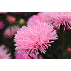 Aster Chinensis - Pink Jubilee - 510 frön - Callistephus chinensis