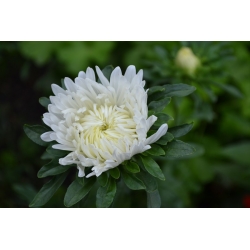 Peony-flowered aster "Perla" - 450 बीज - 