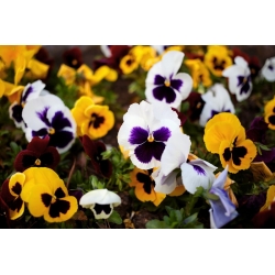 Pansa de gradina elvetiana - mix de varietate - Viola x wittrockiana Schweizer Riesen - semințe