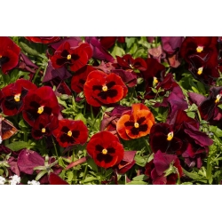 Švicarski vrtni mahanček "Alpenglow" - temno rdeča, pikčasta - 360 semen - Viola x wittrockiana Schweizer Riesen - semena