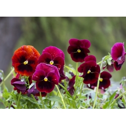 السويسري حديقة بانسي "Alpenglow" - الأحمر الداكن ، منقط - 360 البذور - Viola x wittrockiana Schweizer Riesen - ابذرة