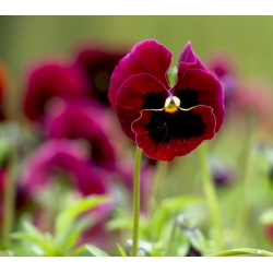 Swiss garden pansy "Alpenglow" - dark-red, dotted - 360 seeds
