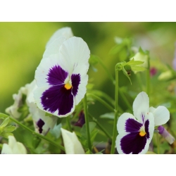 حديقة السويسري بانسي - الأبيض ، منقط - Viola x wittrockiana Schweizer Riesen - ابذرة