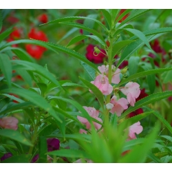 Vrtni balzam - mešanica semen; rose balsam - Impatiens balsamina - semena
