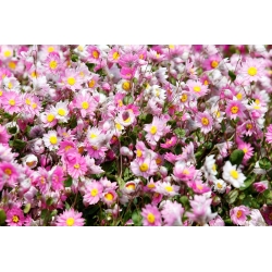 Ružové slnko; strieborné zvončeky, austrálska jahoda, nadčasová ruža, Mangles večný - 540 semien - Helipterum Manglesii - semená