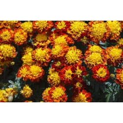 French marigold "Champion Flame"