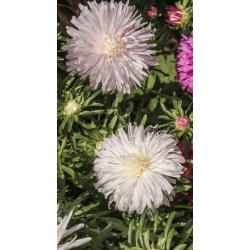 Bunga kekwa yang dikelilingi bunga - bunga putih - 450 biji - Callistephus chinensis  - benih