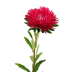 Aster "Inga" - ružovo-červená, vysoká odroda - 450 semien - Callistephus chinensis  - semená