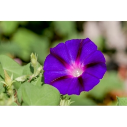 Ипомея пурпурная - Grandpa Ott's - 80 семена - Ipomea purpurea
