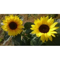 Ornamental dwarf sunflower "Bambino"