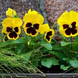 Võõrasema - Schweizer Riesen - kollane  - Viola x wittrockiana Schweizer Riesen - seemned