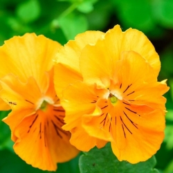 Darželinė našlaitė - Schweizer Riesen - oranžinis - Viola x wittrockiana Schweizer Riesen - sėklos