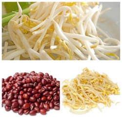 Sprouting seeds - Asian cuisine - 3-piece set