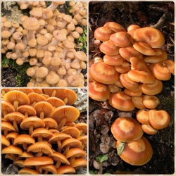 Honey fungi &amp; co-3 가지 버섯 종-산란 플러그, 균사체 플러그 - 