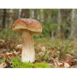 Birketræsvampesæt + parasolchampignon - 5 arter - mycelium, gyde - 