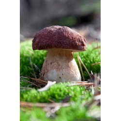 Fyrsvampesæt + parasolsvamp - 7 arter - mycelium, gyde - 