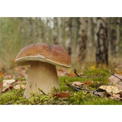 Set di funghi conifera + fungo parasole - 7 specie - micelio, spawn - 