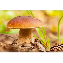 Conjunto de cogumelos de carvalho e faia + cogumelo de guarda-sol - 4 espécies - micélio, desova - 