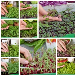 Microgreens - Heaven - mild mix - 10-delt sæt med en voksende beholder -  - frø
