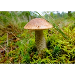 Birketræsvampesæt + parasolchampignon - 5 arter - mycelium, gyde - 