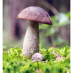 Conjunto de cogumelos de bétula + cogumelo de guarda-sol - 5 espécies - micélio, semente - 