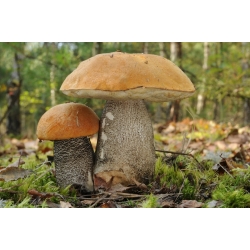 Set di funghi di betulla + fungo parasole - 5 specie - micelio, spawn - 