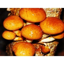 Conjunto de hongos asiáticos - 5 especies - tapones de desove de micelio - 