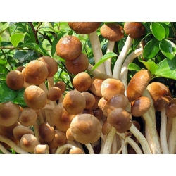 ГИАНТ КСКСЛ сет - 13 врста печурака - мицелијски чепови - 