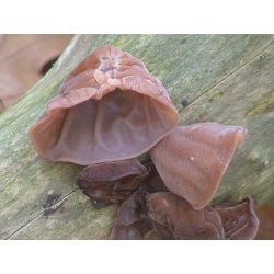 Sada asijských hub - 5 druhů - zátky pro mycelium - 