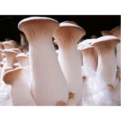 Set di funghi ostrica - 4 specie - spine di micelio - 
